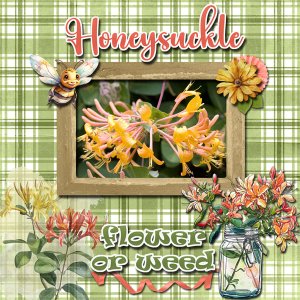 Honeysuckle
