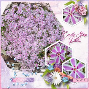 2024 Phlox