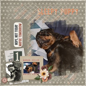 Sleepy Puppy
