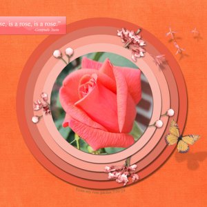 A Rose is a Rose