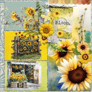 Shine like a Sunflower
