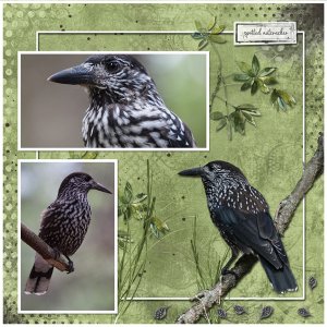 spottet nutcracker
