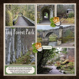 Europe_Tay Forest Park