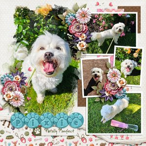 Pawfect Pixie