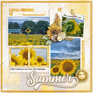 Sunflowers