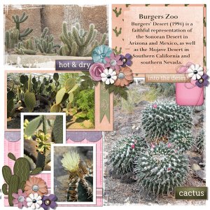 Cactus