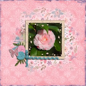 Camellia