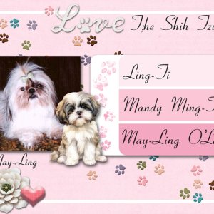 Love The Shih Tzu