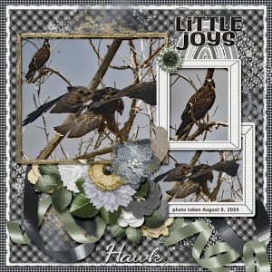 hawk_small3
