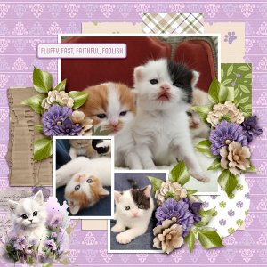 Fluffy-kittens