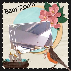 Baby Robin