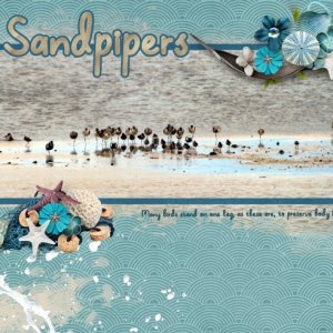 Sandpipers
