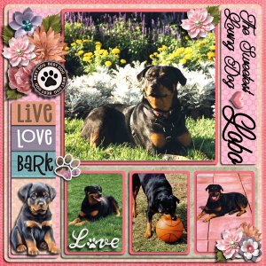 Our precious angel Lobo