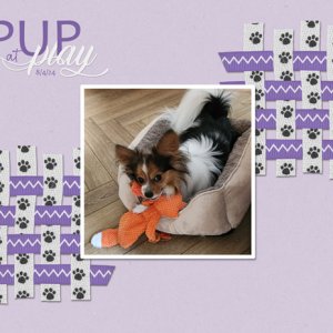 Pup at Play