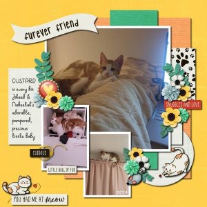 Custard their Furever Friend