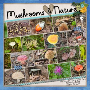 Mushrooms + Nature