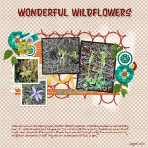 Wonderful Wildflowers