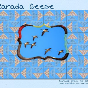 Canada Geese