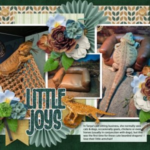 Little Joys - Bearded Dragons
