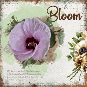 Bloom