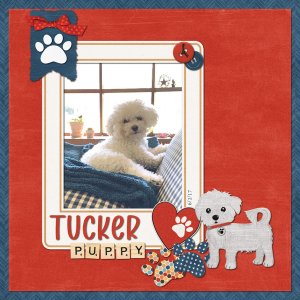 Tucker Puppy 6-2-17