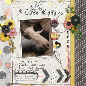 3 Cute Kittens