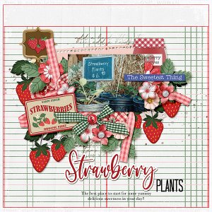 Strawberry Plants