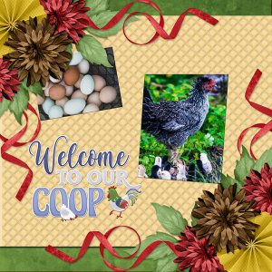 Welcome to our coop