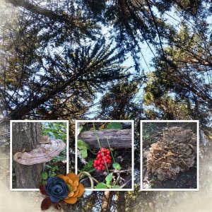 2024-hixon-forest-hikeL