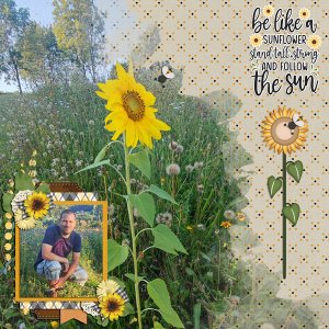 golden sunflower days