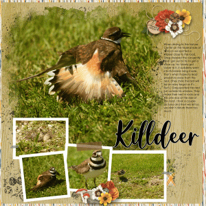Killdeer