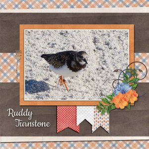Ruddy Turnstone