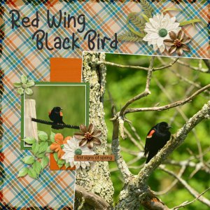 Red Wing Blackbird