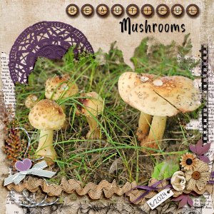 Beautiful Mushrooms