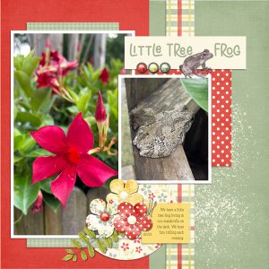 Little Tree Frog 8-1-23