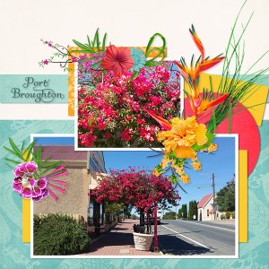 Port Broughton Bouganvillia