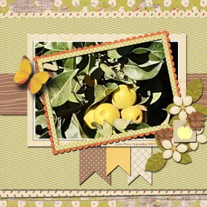 Asian Pears