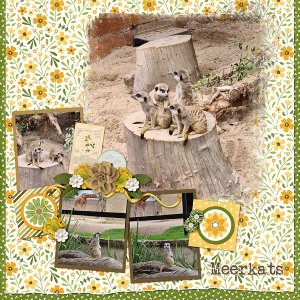 Meerkats
