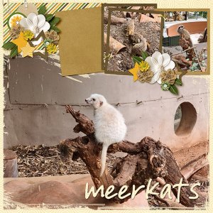 Meerkats 2