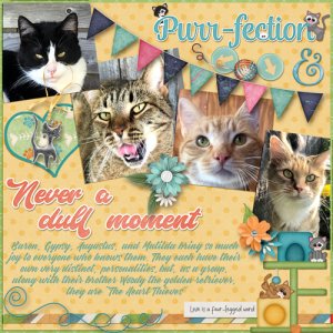 Four kitties