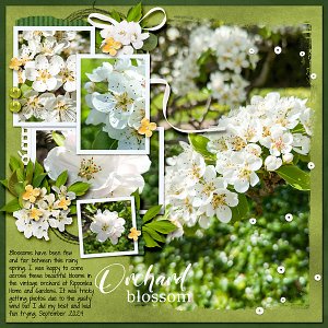 Orchard Blossoms at Ripponlea