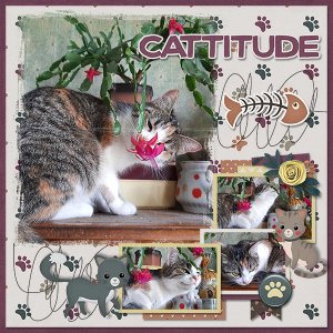 Catitude