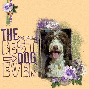 Best Dog Ever