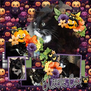 lei-hallow-cat
