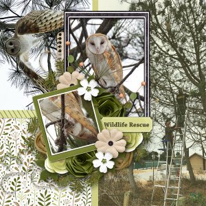 Wildlife Rescue