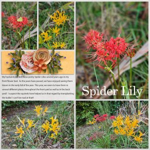 Spider Lilies