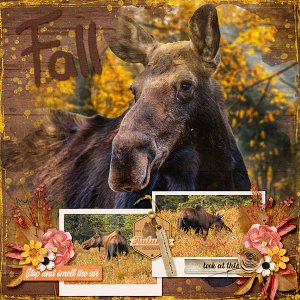 Moose
