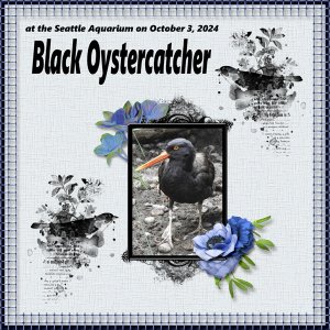 Black_Oystercatcher_small