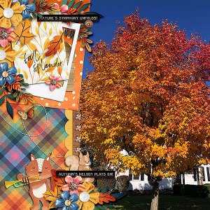 fall splendor