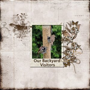 Our Backyard Visitors